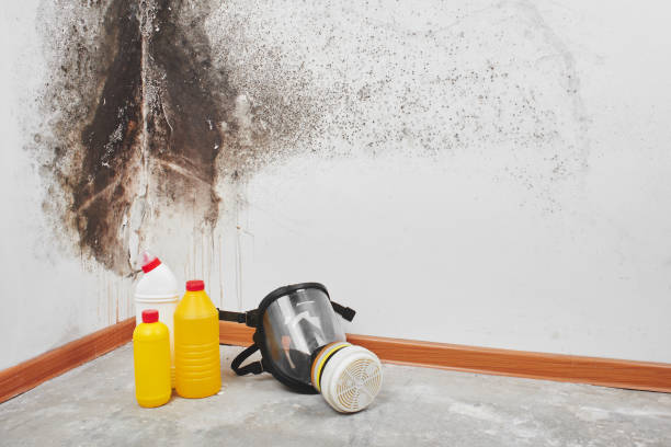 Best Emergency Mold Removal  in Spencerville, MD