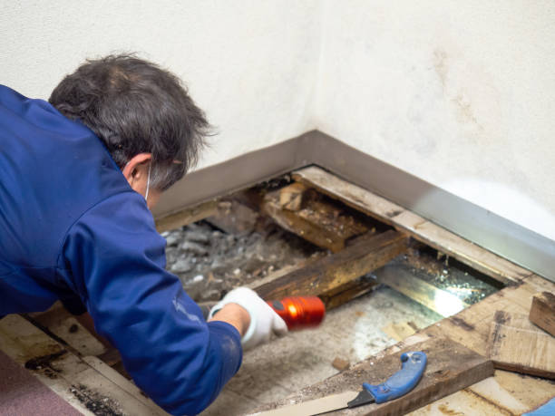 Best Mold Remediation Experts  in Spencerville, MD