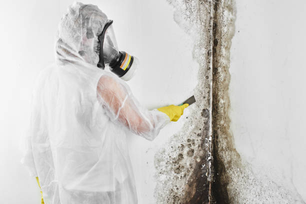 Best Toxic Mold Removal  in Spencerville, MD