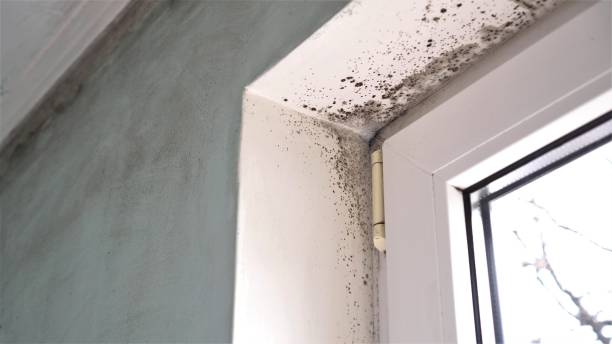 Certified Mold Removal in Spencerville, MD