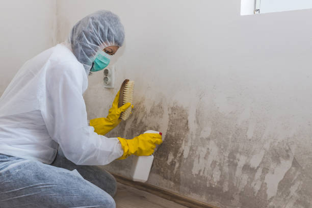 Best Mold Remediation Services  in Spencerville, MD
