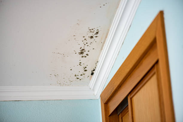 Best Mold Removal Near Me  in Spencerville, MD