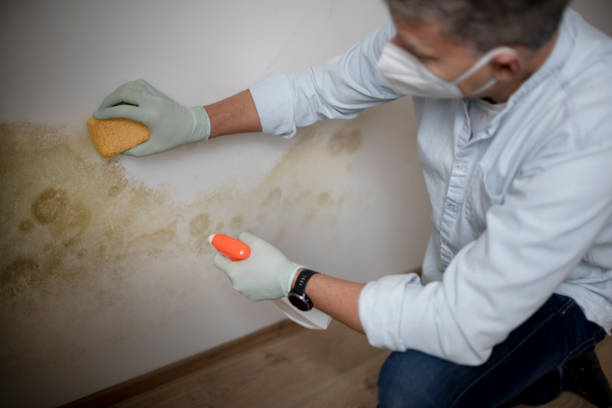 Mold Removal Process in Spencerville, MD