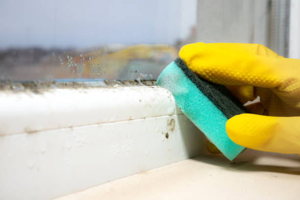 Best Local Mold Removal Service  in Spencerville, MD