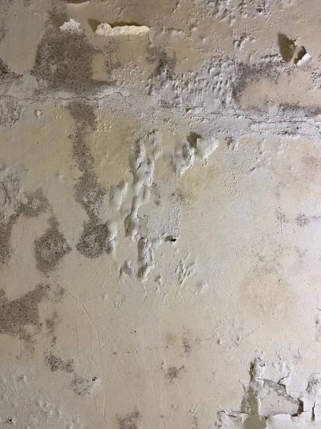 Best Commercial Mold Removal  in Spencerville, MD