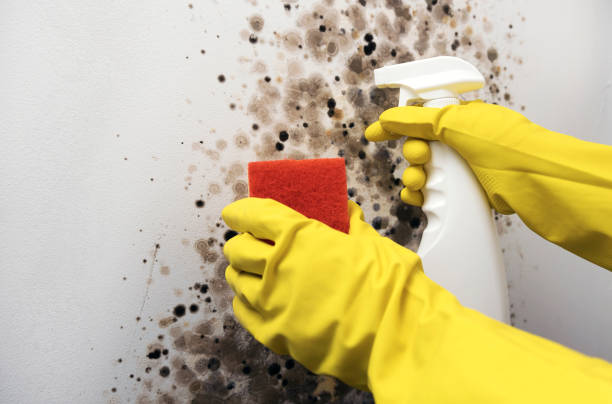Best Emergency Mold Removal  in Spencerville, MD