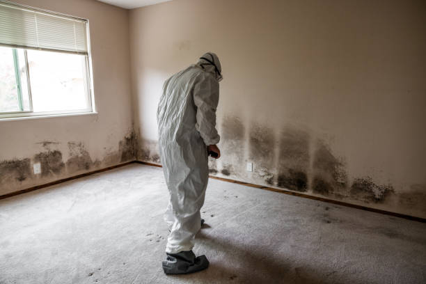 Best Fast Mold Removal  in Spencerville, MD