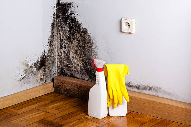 Best Best Mold Removal Companies  in Spencerville, MD