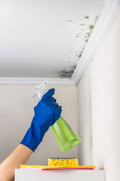 Best Professional Mold Removal  in Spencerville, MD