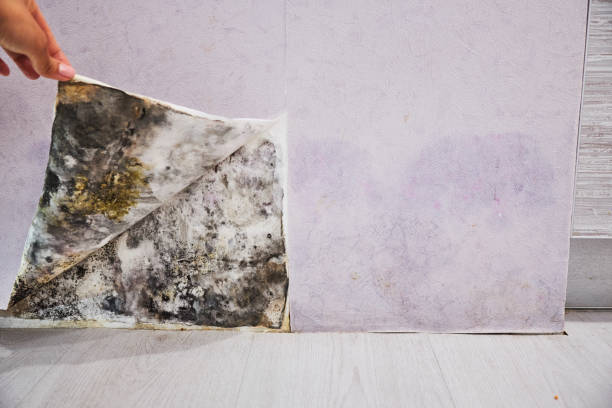 Best Black Mold Removal  in Spencerville, MD